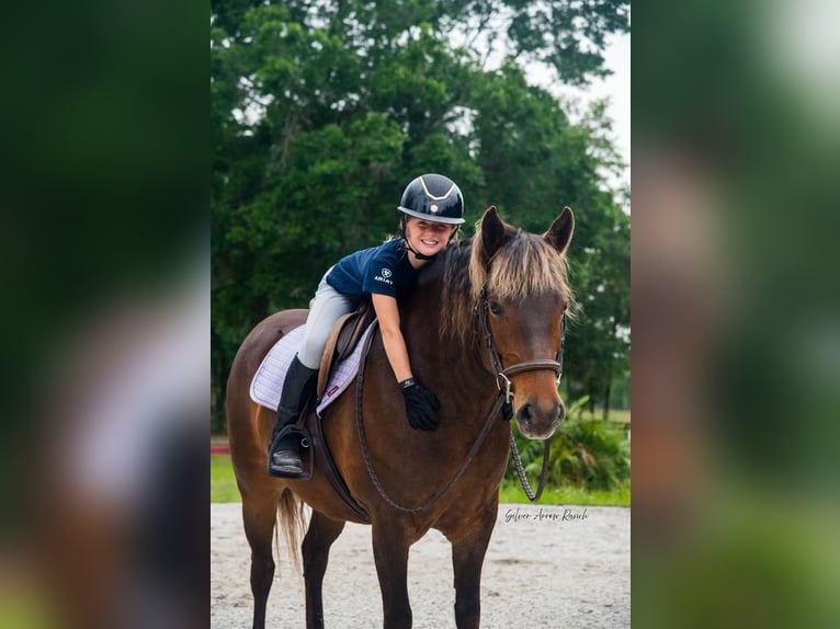 Trekpaard Mix Merrie 9 Jaar 137 cm in Morriston, FL
