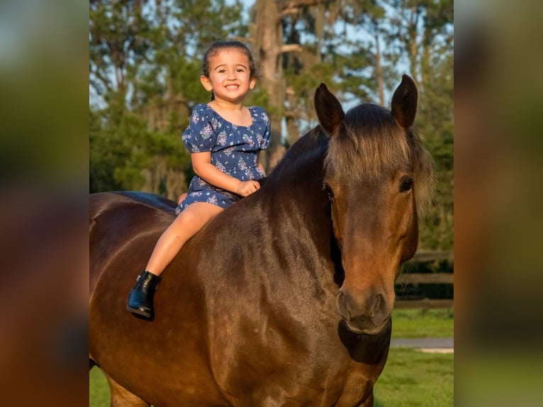 Trekpaard Mix Merrie 9 Jaar 137 cm in Morriston, FL