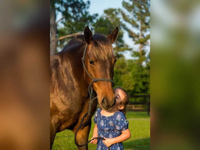 Trekpaard Mix Merrie 9 Jaar 137 cm in Morriston, FL