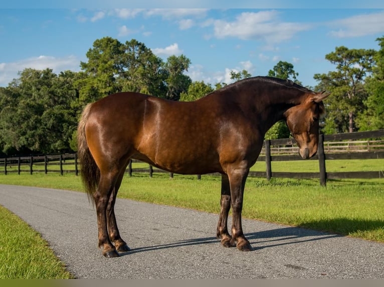 Trekpaard Mix Merrie 9 Jaar 137 cm in Morriston, FL