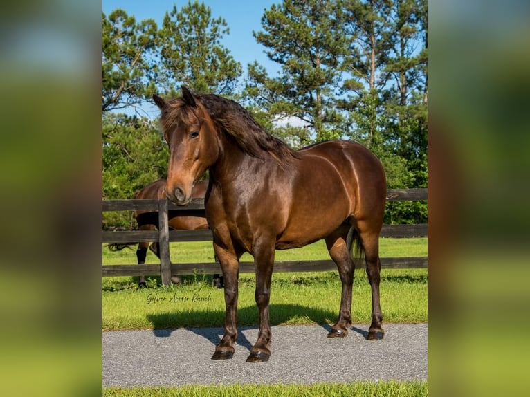 Trekpaard Mix Merrie 9 Jaar 137 cm in Morriston, FL