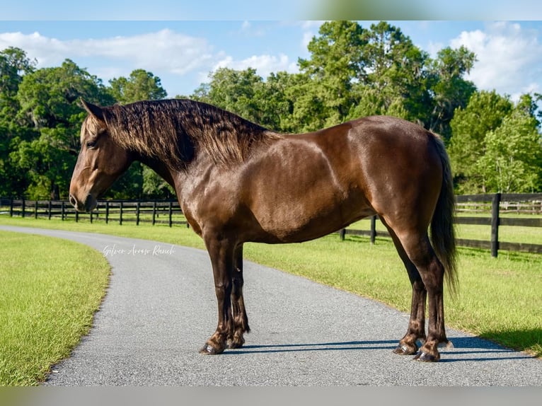 Trekpaard Mix Merrie 9 Jaar 137 cm in Morriston, FL