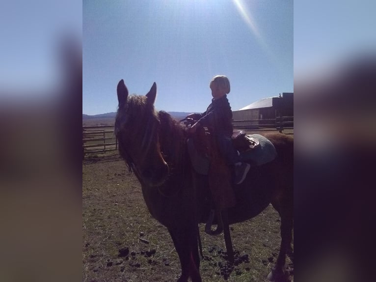 Trekpaard Mix Merrie 9 Jaar 137 cm in Morriston, FL