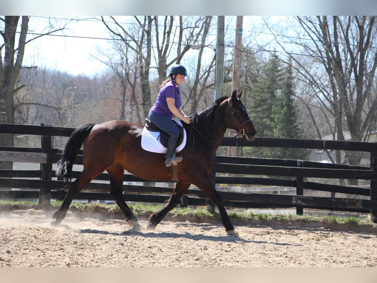 Trekpaard Merrie 9 Jaar 165 cm Roodbruin in Highland MI