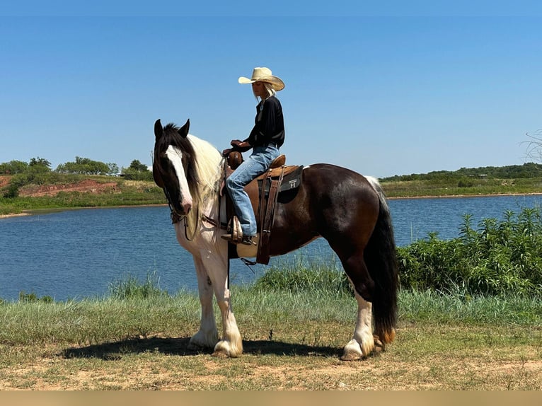 Trekpaard Merrie 9 Jaar 165 cm Tobiano-alle-kleuren in Byers TX