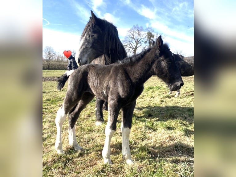 Trekpaard Mix Merrie  Tobiano-alle-kleuren in Sermur