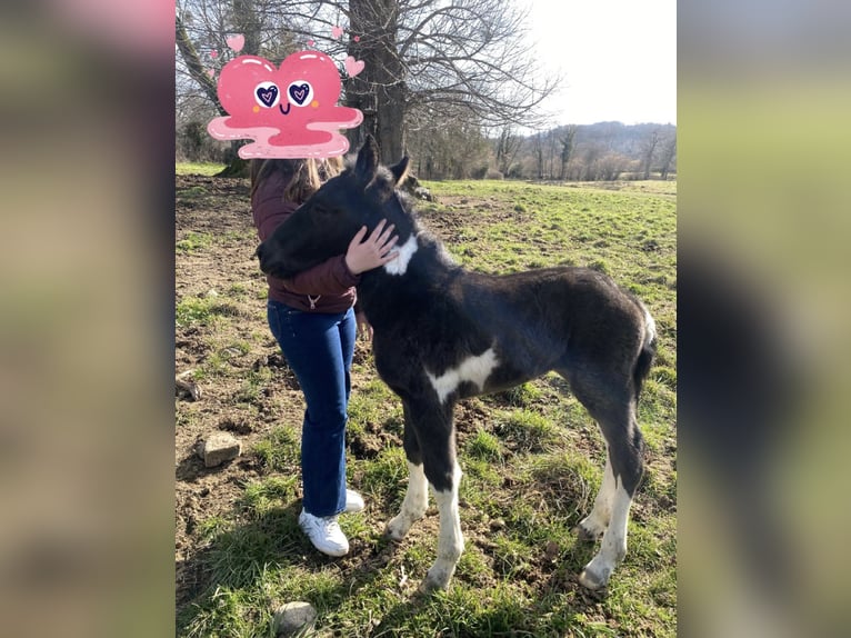 Trekpaard Mix Merrie  Tobiano-alle-kleuren in Sermur