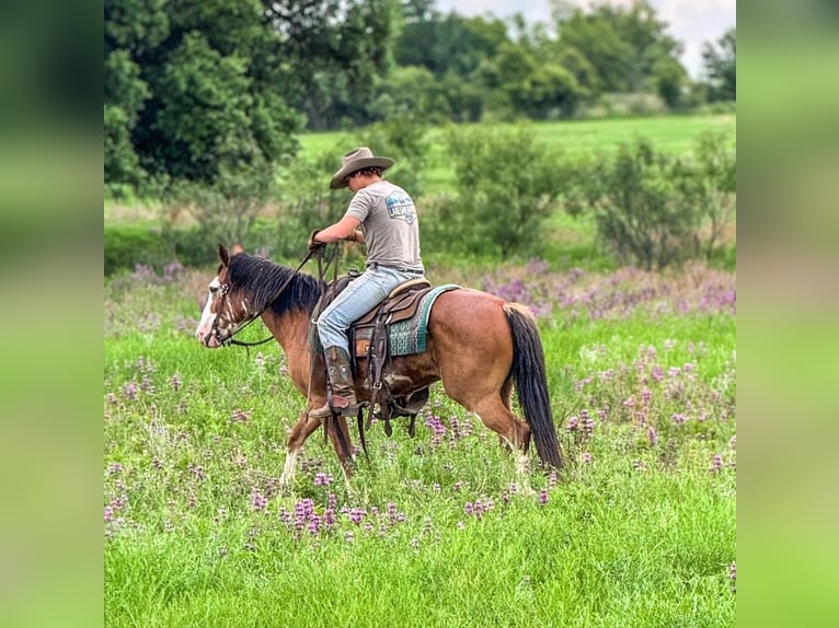 Trekpaard Mix Ruin 10 Jaar 142 cm Roan-Bay in Lampasas