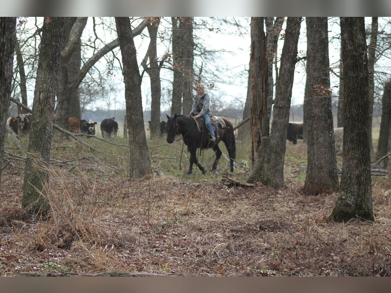 Trekpaard Mix Ruin 10 Jaar 145 cm Zwart in Plano