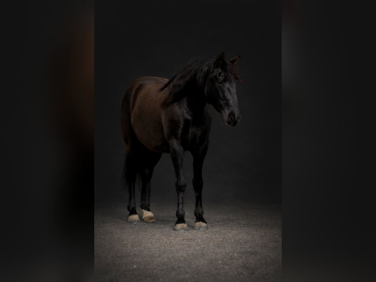 Trekpaard Mix Ruin 10 Jaar 145 cm Zwart in Plano