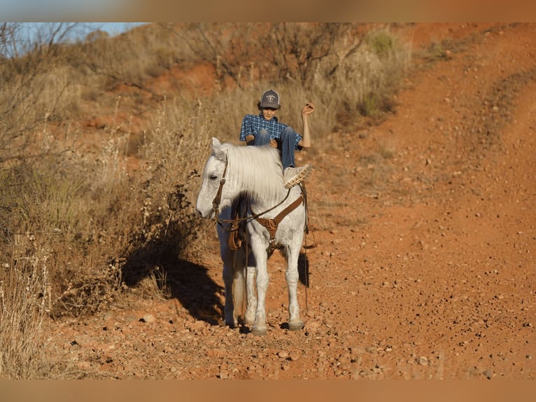 Trekpaard Mix Ruin 10 Jaar 152 cm Schimmel in Canyon