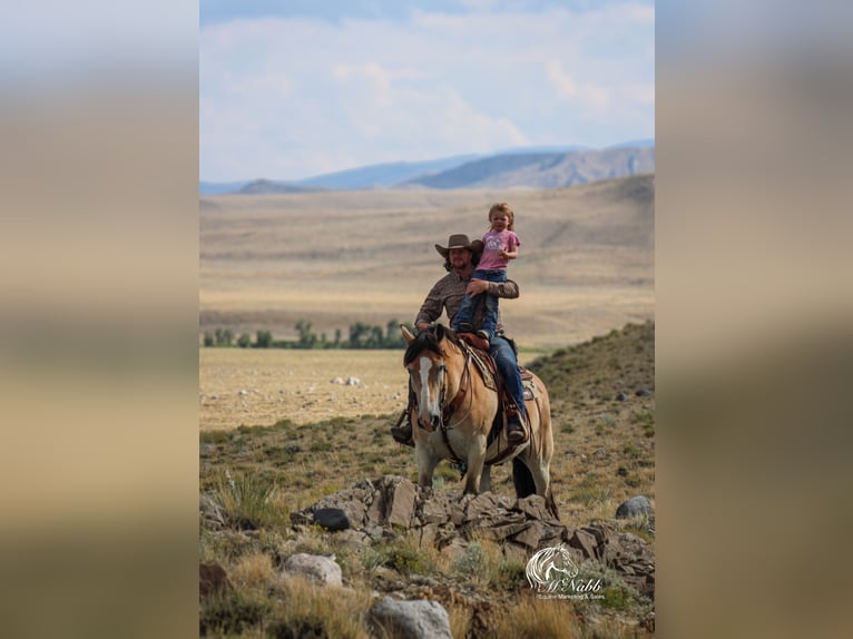 Trekpaard Mix Ruin 10 Jaar 155 cm Buckskin in Cody