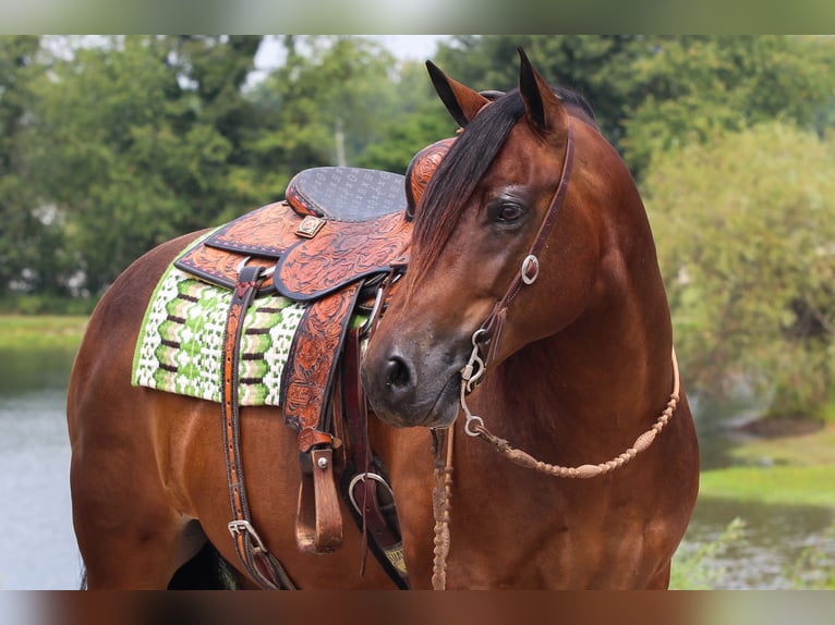 Trekpaard Mix Ruin 10 Jaar 155 cm Roodbruin in Robards