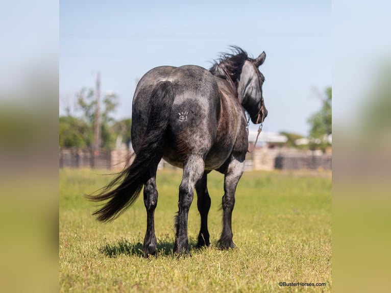 Trekpaard Ruin 10 Jaar 163 cm Roan-Blue in Weatherford TX