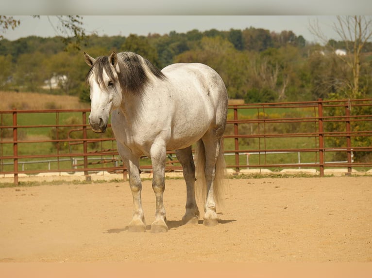 Trekpaard Mix Ruin 10 Jaar 163 cm Schimmel in Fresno