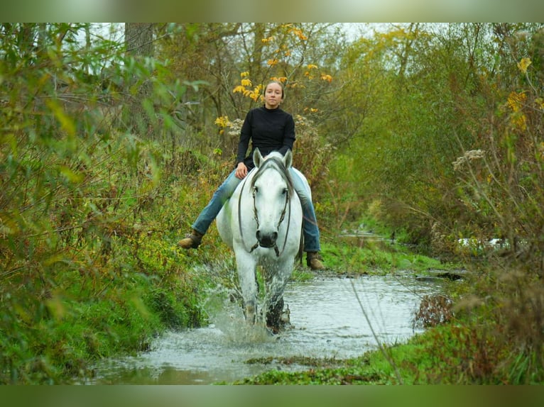 Trekpaard Mix Ruin 10 Jaar 163 cm Schimmel in Fresno