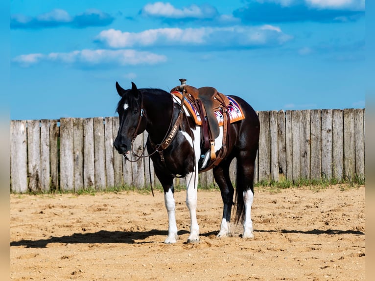 Trekpaard Mix Ruin 10 Jaar 163 cm Zwart in Nevis