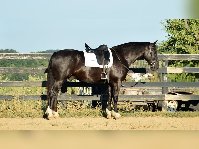 Trekpaard Mix Ruin 10 Jaar 163 cm Zwart in Fredericksburg