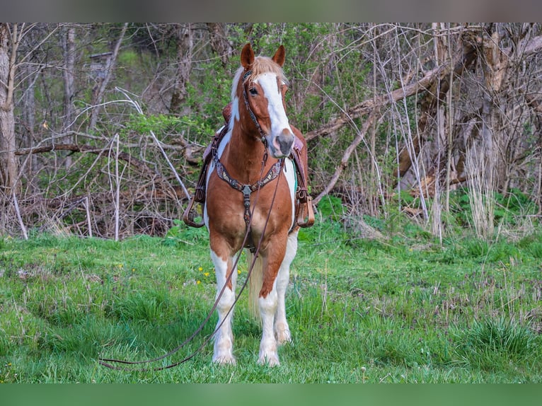 Trekpaard Ruin 10 Jaar 165 cm Donkere-vos in Flemingsburg, KY