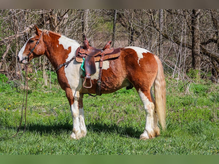 Trekpaard Ruin 10 Jaar 165 cm Donkere-vos in Flemingsburg, KY