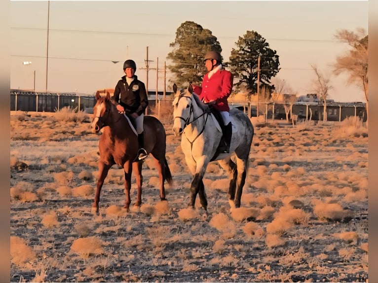 Trekpaard Mix Ruin 10 Jaar 173 cm Appelschimmel in Roswell, New Mexico