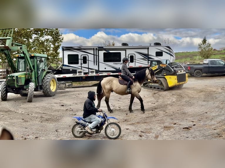 Trekpaard Ruin 10 Jaar Buckskin in Gap