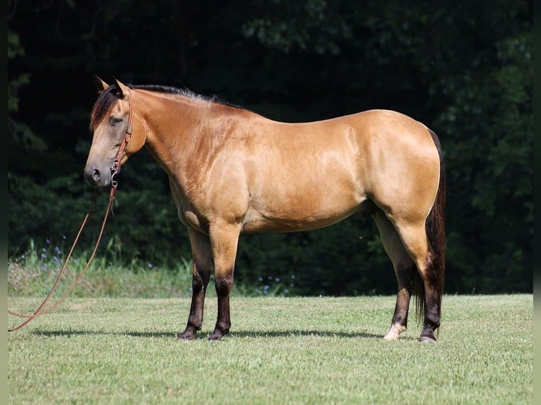 Trekpaard Ruin 10 Jaar Buckskin in Level Green Ky