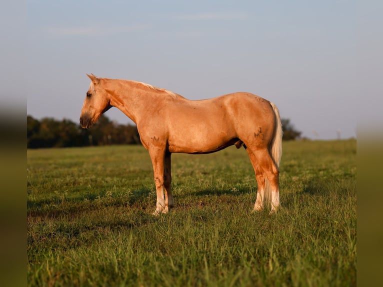 Trekpaard Mix Ruin 11 Jaar 152 cm Palomino in Mount Vernon