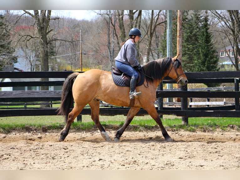 Trekpaard Ruin 11 Jaar 160 cm Falbe in Highland MI