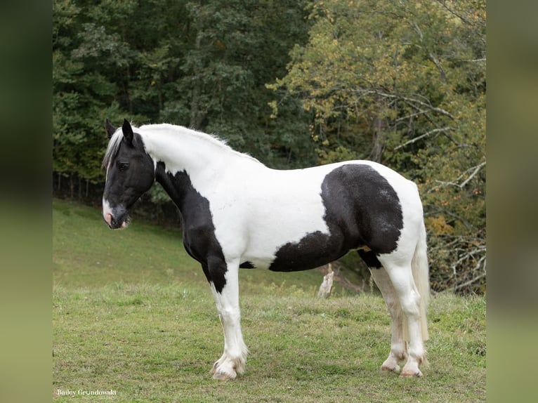 Trekpaard Ruin 11 Jaar 160 cm Tobiano-alle-kleuren in Everett PA