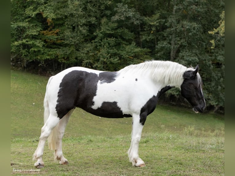 Trekpaard Ruin 11 Jaar 160 cm Tobiano-alle-kleuren in Everett PA