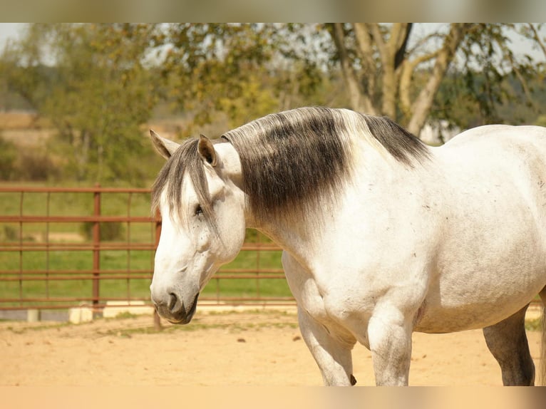 Trekpaard Mix Ruin 11 Jaar 163 cm Schimmel in Fresno