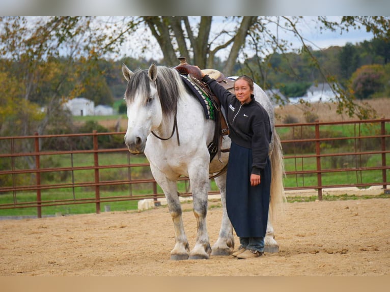 Trekpaard Mix Ruin 11 Jaar 163 cm Schimmel in Fresno