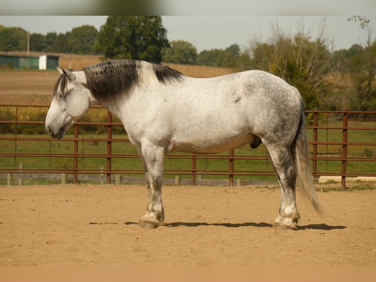 Trekpaard Mix Ruin 11 Jaar 163 cm Schimmel in Fresno