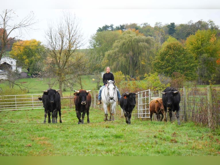 Trekpaard Mix Ruin 11 Jaar 163 cm Schimmel in Fresno