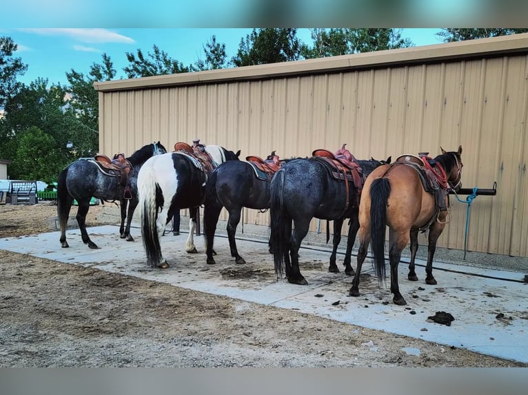 Trekpaard Mix Ruin 11 Jaar 170 cm Tobiano-alle-kleuren in Powell, WY