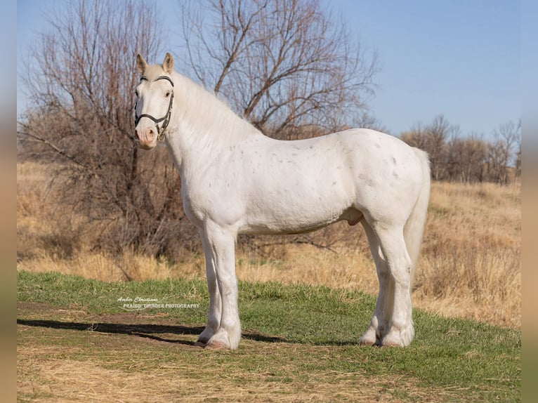 Trekpaard Mix Ruin 11 Jaar 173 cm Appelschimmel in Belle Fourche