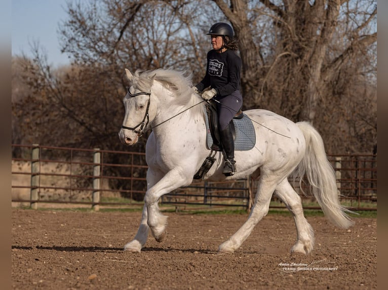 Trekpaard Mix Ruin 11 Jaar 173 cm Appelschimmel in Belle Fourche