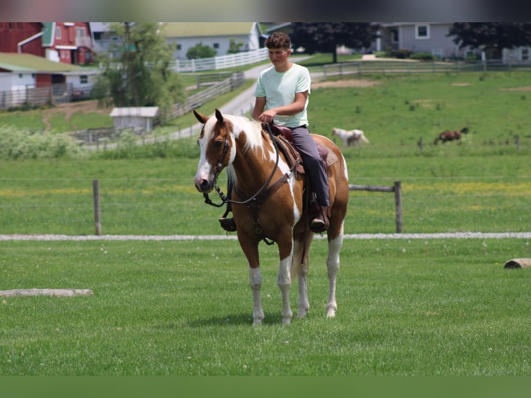 Trekpaard Ruin 11 Jaar Gevlekt-paard in Millersburg