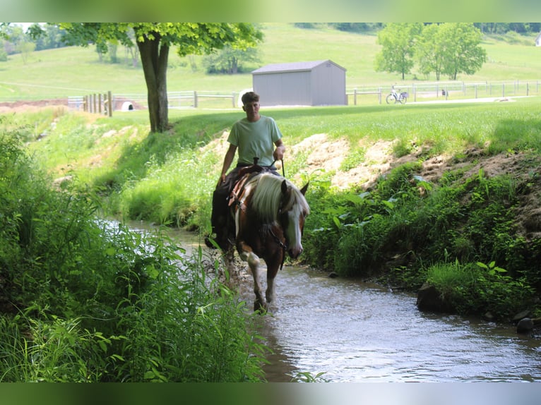 Trekpaard Ruin 11 Jaar Gevlekt-paard in Millersburg