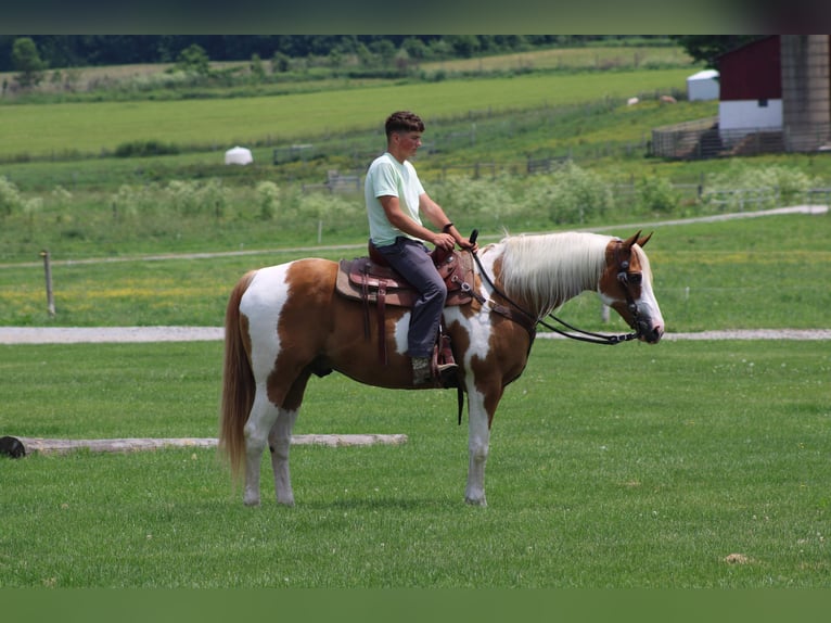 Trekpaard Ruin 11 Jaar Gevlekt-paard in Millersburg