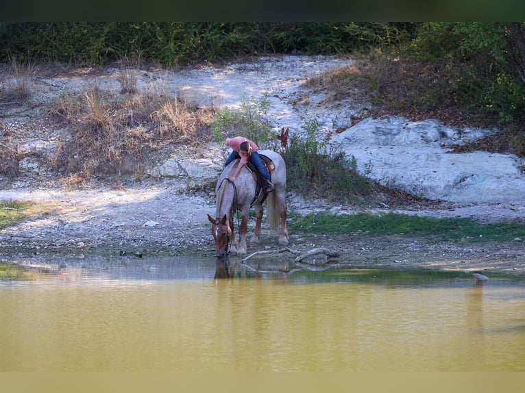 Trekpaard Mix Ruin 11 Jaar Roan-Red in Terrell