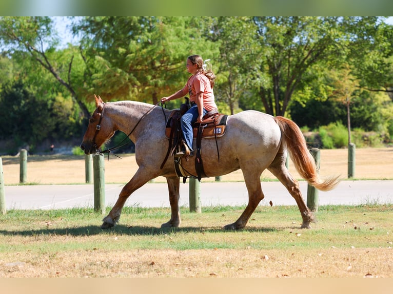 Trekpaard Mix Ruin 11 Jaar Roan-Red in Terrell