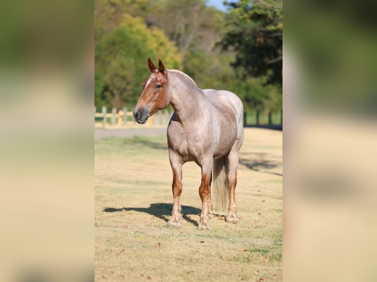 Trekpaard Mix Ruin 11 Jaar Roan-Red in Terrell