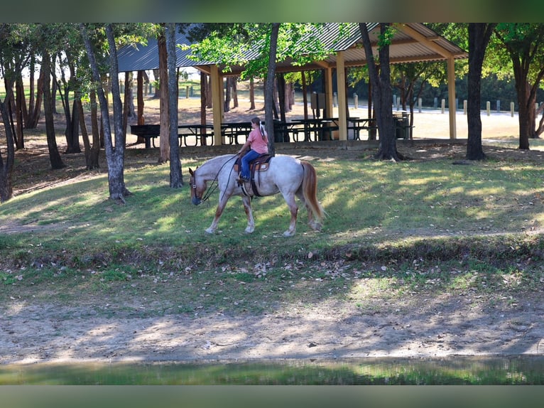 Trekpaard Mix Ruin 11 Jaar Roan-Red in Terrell