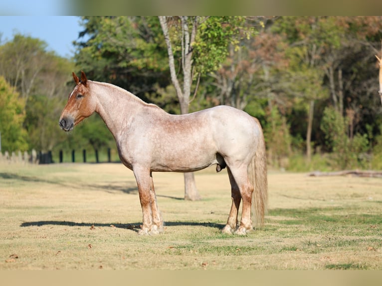 Trekpaard Mix Ruin 11 Jaar Roan-Red in Terrell
