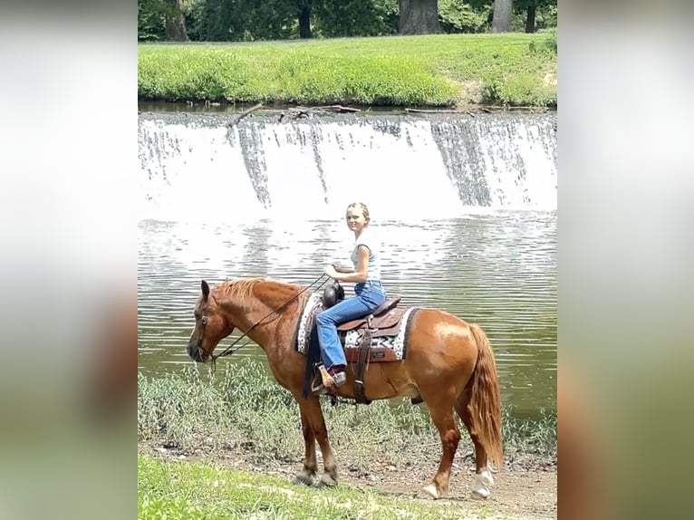Trekpaard Mix Ruin 11 Jaar Roodvos in Henderson