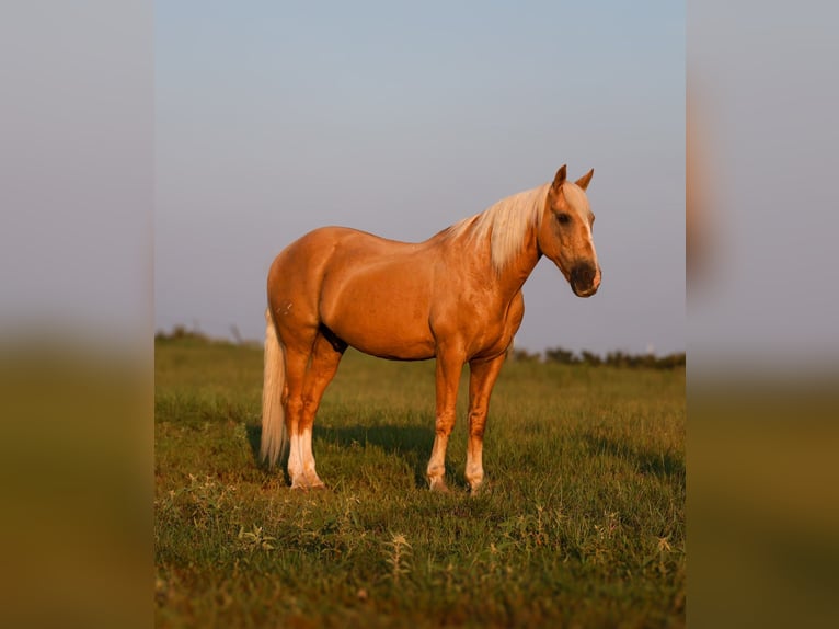 Trekpaard Mix Ruin 12 Jaar 152 cm Palomino in Mount Vernon
