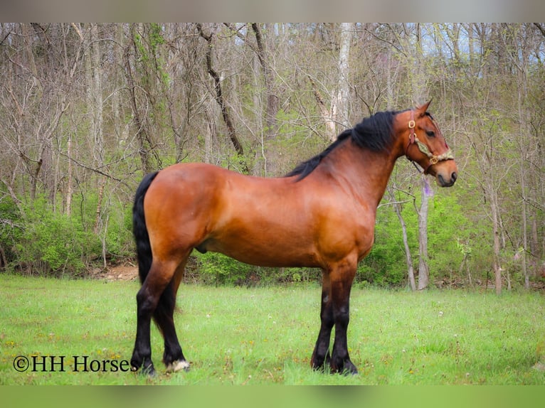 Trekpaard Ruin 12 Jaar 160 cm Roodbruin in Flemingsburg KY