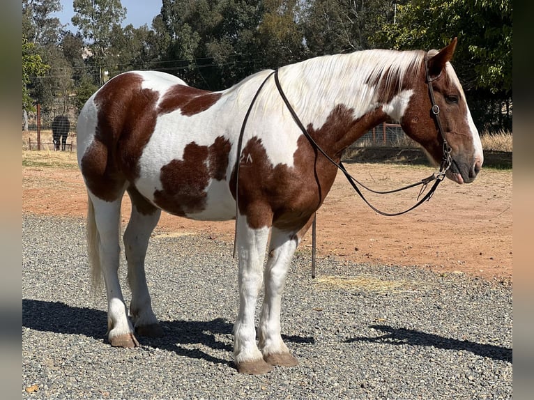 Trekpaard Ruin 12 Jaar 160 cm Tobiano-alle-kleuren in Lincoln CA